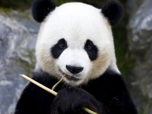 Panda comendo bambu
